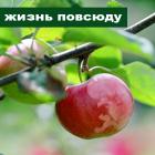 жизнь повсюду